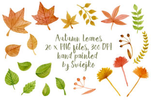 Autumn Leaves Illustrations for Design