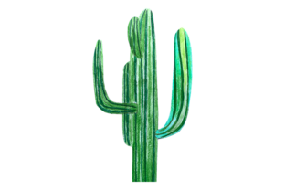 Cactus Illustrations for Modern Branding