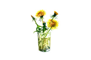 Sketch Drawing Dandelions: A Designer Review